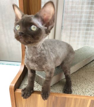 デボンレックス【宮城県・女の子・2020年1月17日・チョコレート（巻毛）】の写真「ギズモちゃん😸👽❤️お問合せ中です」