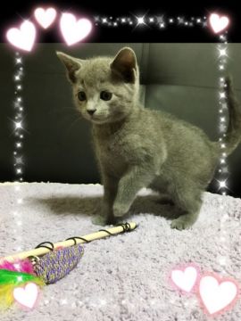 ロシアンブルー【宮城県・女の子・2016年10月6日・明るいブルー（ダブルコート）】の写真「元気いっぱい可愛い1人娘さん💓」