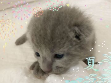 ロシアンブルー【宮城県・男の子・2019年7月27日・ブルー（ダブルコート）】の写真「コロコロふわふわのネイビー君🐣💕」