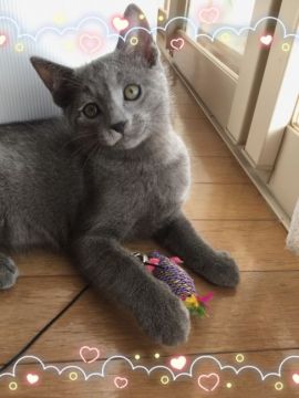 ロシアンブルー【宮城県・男の子・2016年10月6日・ブルー（ダブルコート）】の写真「濃パープルの元気君🌱」