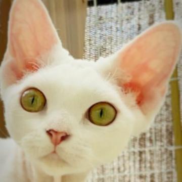 デボンレックス【宮城県・女の子・2022年4月8日・ホワイト】の写真「柔らかい白い巻毛と童顔で可愛いらしいハナオです🌸」