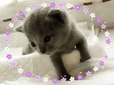 ロシアンブルー【宮城県・女の子・2017年2月12日・ブルー】の写真2