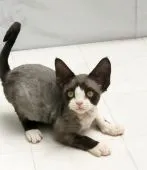 デボンレックス【宮城県・女の子・2020年1月24日・ブラック&ホワイト】の写真3