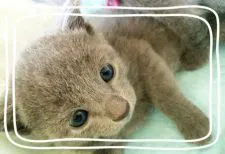 ロシアンブルー【宮城県・女の子・2015年7月1日・ブルー】の写真3