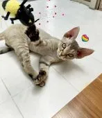 デボンレックス【宮城県・男の子・2021年1月23日・ブラウンタビー】の写真3「おやんちゃーずおひげも擦れてないよ😹💕」