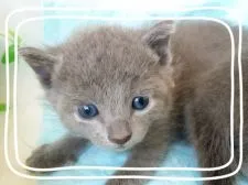 ロシアンブルー【宮城県・女の子・2015年7月1日・ブルー】の写真4