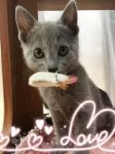 ロシアンブルー【宮城県・女の子・2017年4月6日・ブルー】の写真4