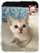 シンガプーラ【宮城県・女の子・2015年10月13日・セピアアグーティ】の写真4
