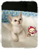 シンガプーラ【宮城県・女の子・2015年10月13日・セピアアグーティ】の写真5
