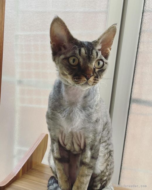デボンレックス【・男の子・2022年3月25日・ブラウンタビー】