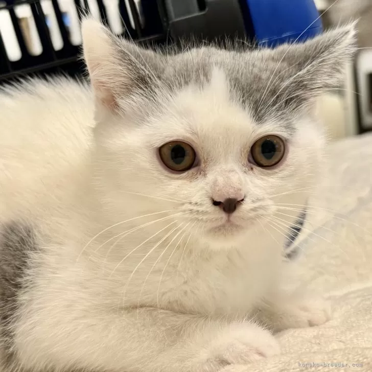 ID:2404-02139の子猫