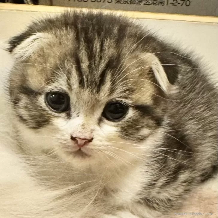 ID:2401-00087の子猫