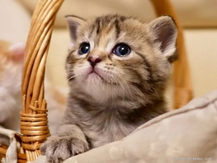 ID：1612-00034の子猫