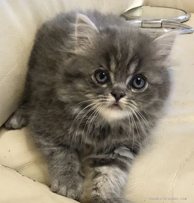 ID：2009-01914の子猫