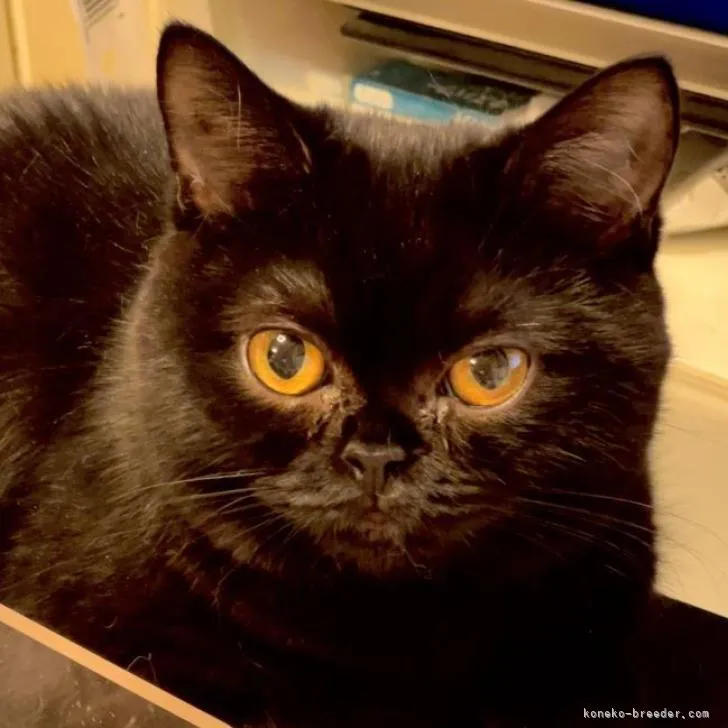 エイスケ 様のお迎えした子猫