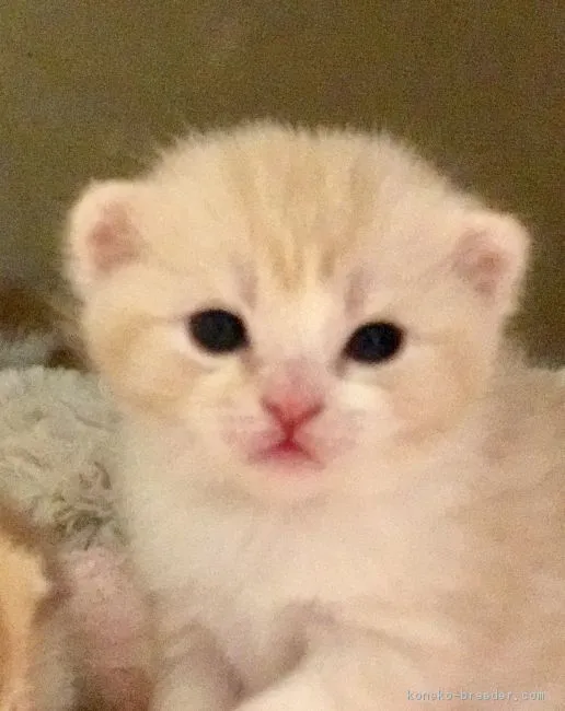 ID:1703-00181の子猫