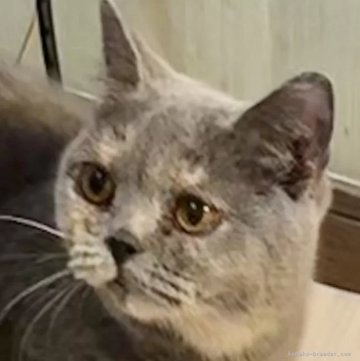 ID:2404-02141の子猫