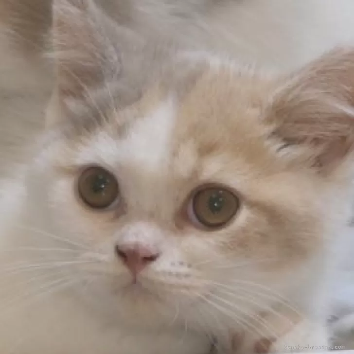 ID:2404-02140の子猫