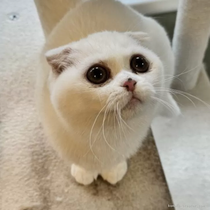 きゅうり 様のお迎えした子猫