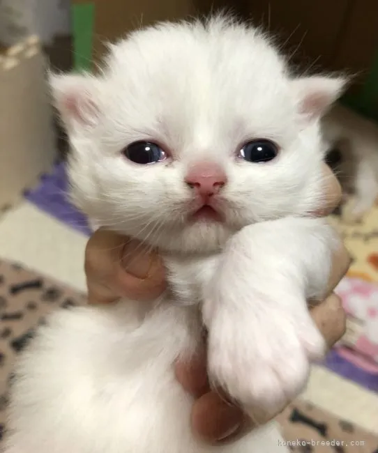 ID：2103-01515の子猫