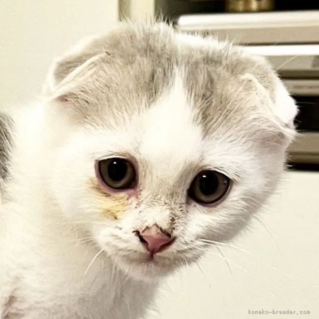 ID:2111-01483の子猫