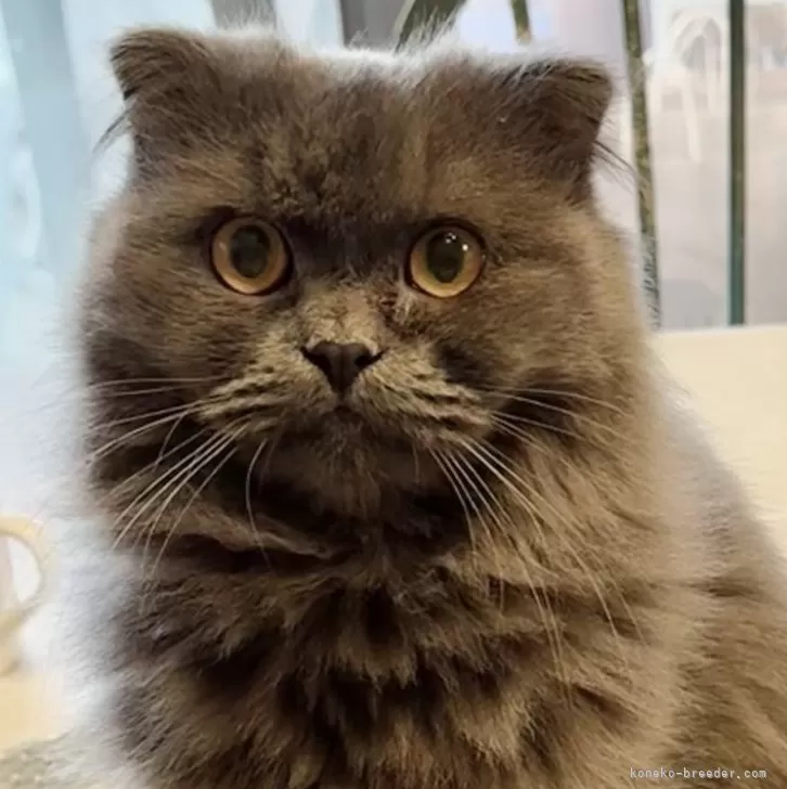 ID:2304-01133の子猫