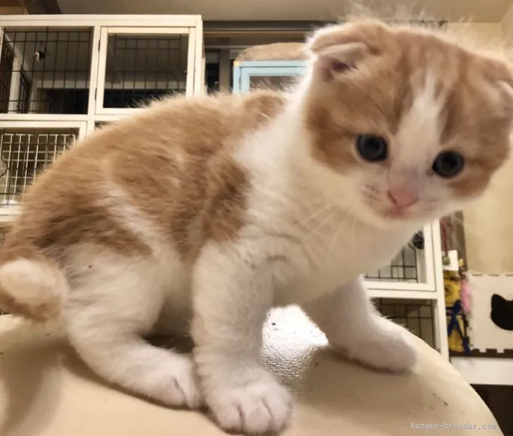 ID：2010-02040の子猫