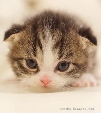 ID：2103-01103の子猫