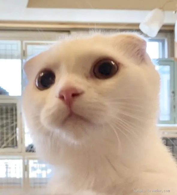 ID：2009-02098の子猫