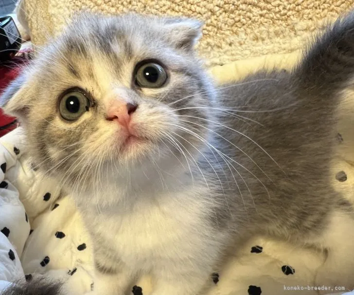 ID:2206-00647の子猫