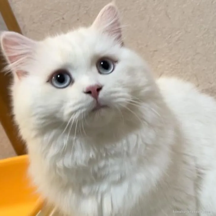 ID：2204-01056の子猫