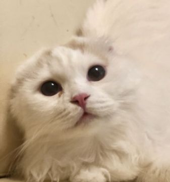 スコティッシュフォールド(折れ耳)【東京都・男の子・2020年4月7日・クリーム&ホワイト（長毛）】の写真「完全折れ耳、ショータイプTICAch 直子」