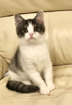 スコティッシュストレート【東京都・男の子・2020年8月9日・ブラック&ホワイト（短毛）】の写真「カレンダーモデル猫チャンピオン直子」