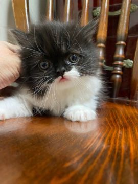 スコティッシュストレート【東京都・男の子・2021年10月9日・ブラック&ホワイト（ロング）】の写真「両親DNAオールクリア」