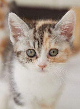 スコティッシュストレート【東京都・女の子・2020年6月24日・ブラックトーティ&ホワイト(三毛)（短毛）】の写真「DNA検査済みクリアのチャンピオン直子の良血統」