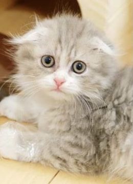 スコティッシュフォールド(折れ耳)【東京都・男の子・2020年12月29日・ブルーマッカレルタビー&ホワイト】の写真「完全折れ耳ショータイプ、チャンピオン直子」