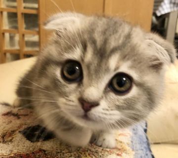 スコティッシュフォールド(折れ耳)【東京都・女の子・2020年7月25日・ブルータビー（中毛）】の写真「父猫 CFA ch.TICA ch DNAクリア」