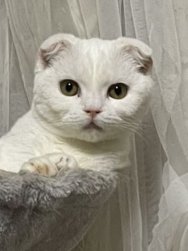 スコティッシュフォールド(折れ耳)【東京都・男の子・2020年8月31日・ホワイト（短毛）】の写真「ホワイトの綺麗なこです」