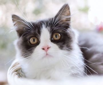 スコティッシュストレート【東京都・男の子・2018年9月10日・ブラックアンドホワイト（長毛）】の写真「グランドチャンピオン直子、」