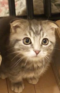 スコティッシュフォールド(折れ耳)【東京都・男の子・2019年8月5日・ブルークラシックタビー（もふもふ系短毛）】の写真「父猫TICAグランドチャンピオン直子」