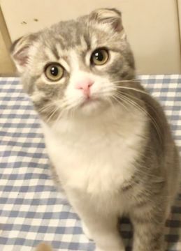 スコティッシュフォールド(折れ耳)【東京都・女の子・2020年5月12日・ブルーマッカレルタビー&ホワイト（短毛）】の写真「長いしなやかな尻尾と良く折れた耳」