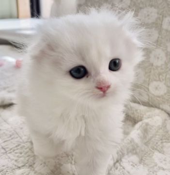 スコティッシュフォールド(折れ耳)【東京都・女の子・2020年10月19日・ホワイト（ロング）】の写真「混じり気無しの真っ白」
