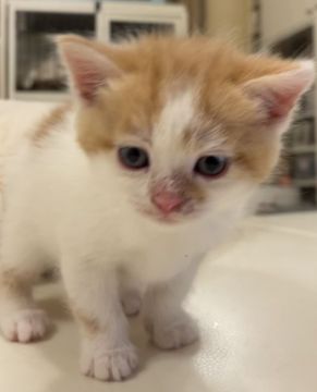 スコティッシュストレート【東京都・男の子・2020年12月29日・レッド&ホワイト】の写真「チャンピオン直子、良血統」