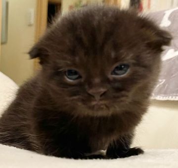 スコティッシュフォールド(折れ耳)【東京都・女の子・2021年7月31日・ブラック（短毛）】の写真「真っ黒の毛並みは珍しい美形の子です」