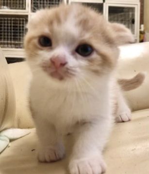 スコティッシュフォールド(折れ耳)【東京都・男の子・2020年9月24日・レッドクラシックタビー&ホワイト（短毛）】の写真「両親DNAクリア」