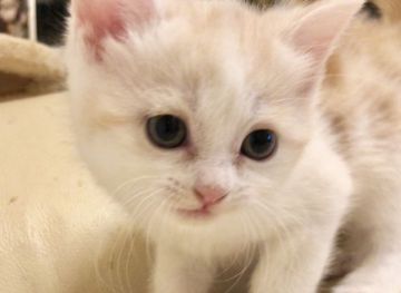 スコティッシュストレート【東京都・女の子・2019年7月25日・レッドクラシックタビー&ホワイト（ふわふわ系短毛）】の写真「父猫TICA GRCH直子」