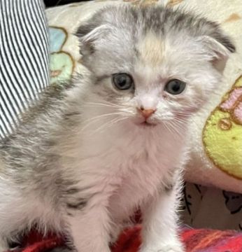 スコティッシュフォールド(折れ耳)【東京都・女の子・2021年1月20日・キャリコ（短毛）】の写真「ブルートーティーと言われる薄い色の三毛猫さん」