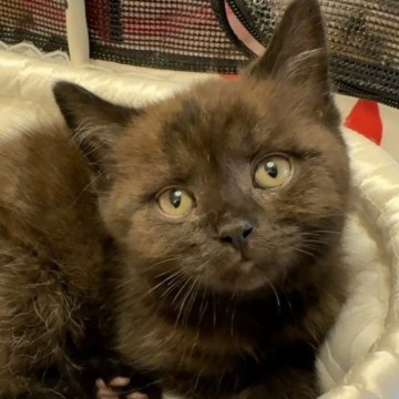 ブリティッシュショートヘア【東京都・男の子・2023年9月13日・チョコレート（ショート）】の写真「貴重なチョコカラー両親タイトル有り」