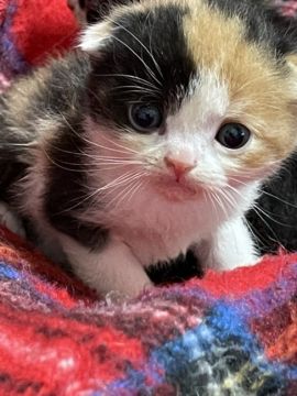 スコティッシュフォールド(折れ耳)【東京都・女の子・2021年2月22日・キャリコ（長めの短毛）】の写真「ロングヘアーの因子を持つ短毛の綺麗な三毛たん」