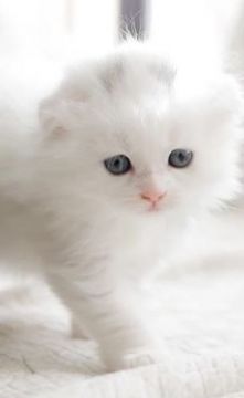 スコティッシュフォールド(折れ耳)【東京都・男の子・2020年10月19日・ホワイト（ロング）】の写真「チャンピオン直子、」